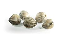 Frischer Fisch - Versand innerhalb Deutschland und Österreich Artikel: [ArtName] bestellen 