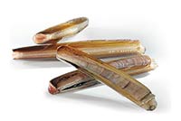 Frischer Fisch - Versand innerhalb Deutschland und Österreich Artikel: [ArtName] bestellen 