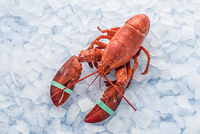 Frischer Fisch - Versand innerhalb Deutschland und Österreich Artikel: [ArtName] bestellen 