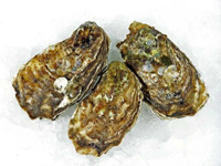 Frischer Fisch - Versand innerhalb Deutschland und Österreich Artikel: [ArtName] bestellen 