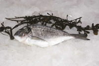 Frischer Fisch - Versand innerhalb Deutschland und Österreich Artikel: [ArtName] bestellen 