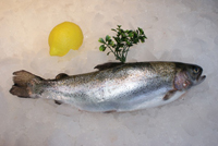 Frischer Fisch - Versand innerhalb Deutschland und Österreich Artikel: [ArtName] bestellen 