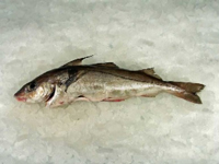 Frischer Fisch - Versand innerhalb Deutschland und Österreich Artikel: [ArtName] bestellen 