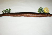 Frischer Fisch - Versand innerhalb Deutschland und Österreich Artikel: [ArtName] bestellen 