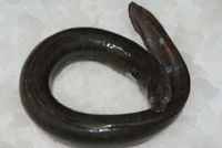 Frischer Fisch - Versand innerhalb Deutschland und Österreich Artikel: [ArtName] bestellen 