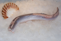 Frischer Fisch - Versand innerhalb Deutschland und Österreich Artikel: [ArtName] bestellen 