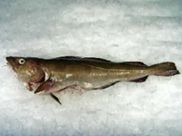 Frischer Fisch - Versand innerhalb Deutschland und Österreich Artikel: [ArtName] bestellen 