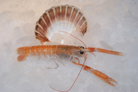 Frischer Fisch - Versand innerhalb Deutschland und Österreich Artikel: [ArtName] bestellen 