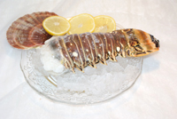 Frischer Fisch - Versand innerhalb Deutschland und Österreich Artikel: [ArtName] bestellen 