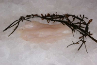 Frischer Fisch - Versand innerhalb Deutschland und Österreich Artikel: [ArtName] bestellen 