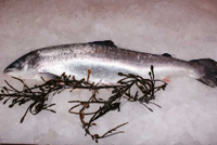 Frischer Fisch - Versand innerhalb Deutschland und Österreich Artikel: [ArtName] bestellen 