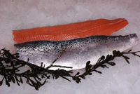 Frischer Fisch - Versand innerhalb Deutschland und Österreich Artikel: [ArtName] bestellen 