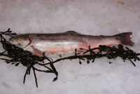 Frischer Fisch - Versand innerhalb Deutschland und Österreich Artikel: [ArtName] bestellen 