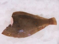 Frischer Fisch - Versand innerhalb Deutschland und Österreich Artikel: [ArtName] bestellen 