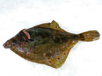 Frischer Fisch - Versand innerhalb Deutschland und Österreich Artikel: [ArtName] bestellen 