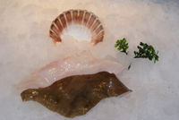 Frischer Fisch - Versand innerhalb Deutschland und Österreich Artikel: [ArtName] bestellen 