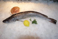 Frischer Fisch - Versand innerhalb Deutschland und Österreich Artikel: [ArtName] bestellen 