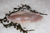 Frischer Fisch - Versand innerhalb Deutschland und Österreich Artikel: [ArtName] bestellen 