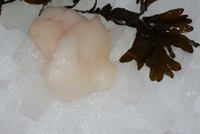 Frischer Fisch - Versand innerhalb Deutschland und Österreich Artikel: [ArtName] bestellen 