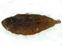 Frischer Fisch - Versand innerhalb Deutschland und Österreich Artikel: [ArtName] bestellen 