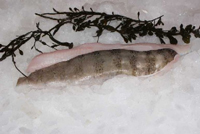 Frischer Fisch - Versand innerhalb Deutschland und Österreich Artikel: [ArtName] bestellen 