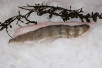 Frischer Fisch - Versand innerhalb Deutschland und Österreich Artikel: [ArtName] bestellen 