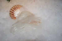 Frischer Fisch - Versand innerhalb Deutschland und Österreich Artikel: [ArtName] bestellen 