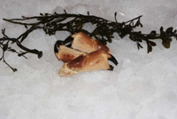 Frischer Fisch - Versand innerhalb Deutschland und Österreich Artikel: [ArtName] bestellen 