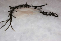 Frischer Fisch - Versand innerhalb Deutschland und Österreich Artikel: [ArtName] bestellen 