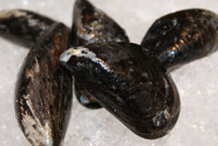 Frischer Fisch - Versand innerhalb Deutschland und Österreich Artikel: [ArtName] bestellen 