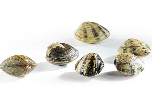 Frischer Fisch - Versand innerhalb Deutschland und Österreich Artikel: [ArtName] bestellen 